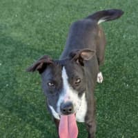 Photo of Nelly Imp 1404