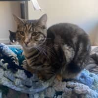 Photo of Caitlyn **2nd Chance Cat Rescue**