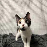 Photo of Callie Bean