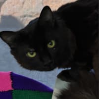 Photo of Richard  The Lionheart