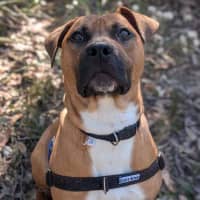 Photo of Bruno