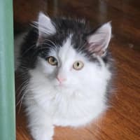 Photo of Sienna   Located In Wallan