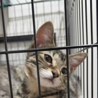 Photo of Olive