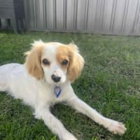 Photo of Elsa   11 Month Old Cavalier X