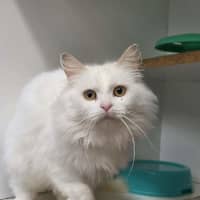 Photo of Latte