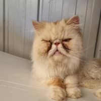 Photo of Mr Pickles