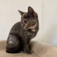 Photo of Misty   Located In Bellfield