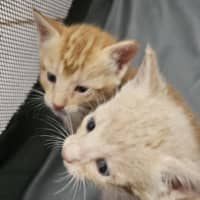 Photo of Gingerbread