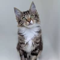 Photo of Gordon