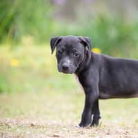Photo of Ebony