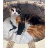 Photo of 9736   Rocket