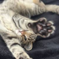 Photo of Bueno