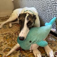 Photo of Lelani, The Greyhound
