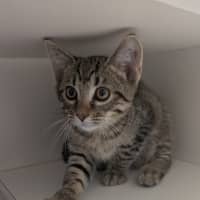 Photo of Jabberwocky