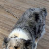 Photo of Maisie