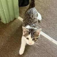 Photo of Smudge