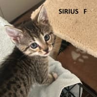 Photo of Sirius