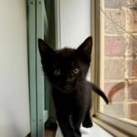 Photo of Cheddar