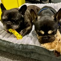 Photo of Pablo & Frankie    8 & 4 Yo French Bulldog