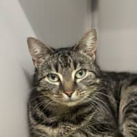 Photo of Lady