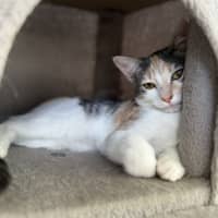 Photo of Saffron