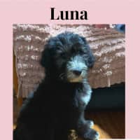 Photo of Puppies!!! Please Read Full Description