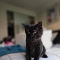 Photo of Darth Meet Me @Petstock Keysborough Store 