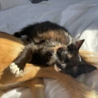 Photo of Tulli   13 Week Old Domestic Medium Hair