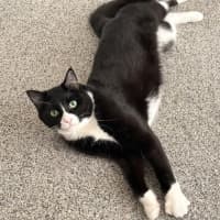 Photo of Parsnip