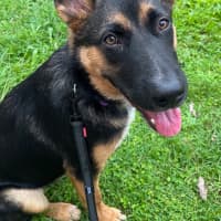 Photo of Lavender *$350 Adoption Fee*