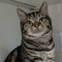 Photo of Tenor