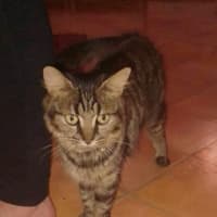 Photo of Nashi (Quinn)