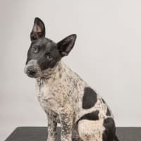 Photo of Luna