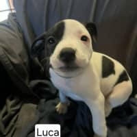 Photo of Luca
