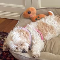 Photo of Bella Wensleydale