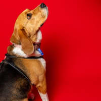 Photo of Hart   4 Year Old Beagle