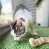 Photo of Maverick