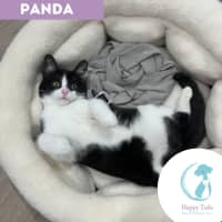 Photo of Panda