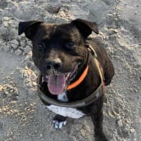 Photo of Buster