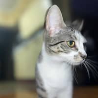 Photo of Callie