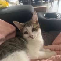 Photo of Archer
