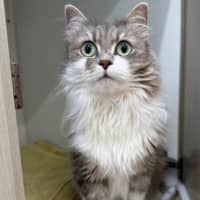 Photo of Diamond