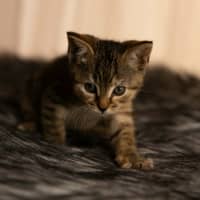 Photo of Peanut 🥜