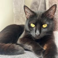 Photo of Jaguar 