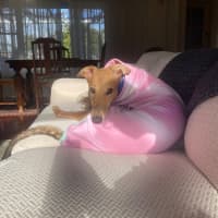 Photo of Sandy 