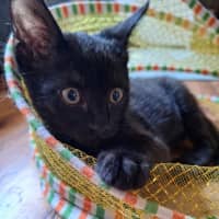 Photo of Sprocket
