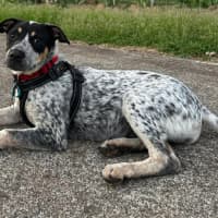 Photo of Hazel
