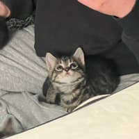 Photo of Pegi (Aka Tent Peg)