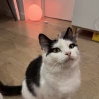 Photo of Juni