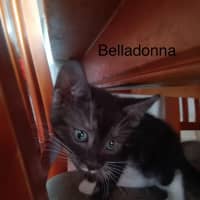 Photo of Belladonna *9 Lives Project Rescue*